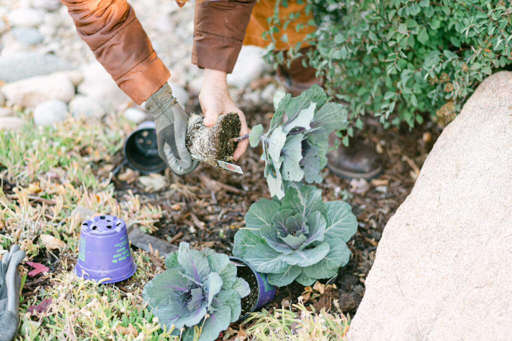 lady holding plant out of container with succulents planted nearby in garden