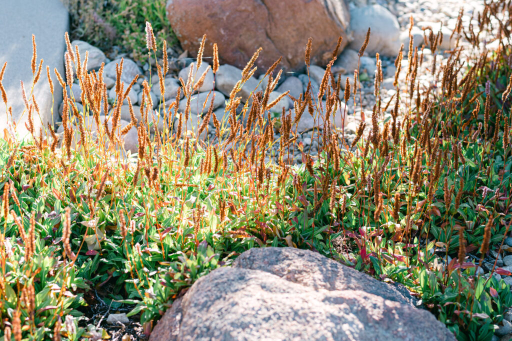 closeup of rock and fall plants