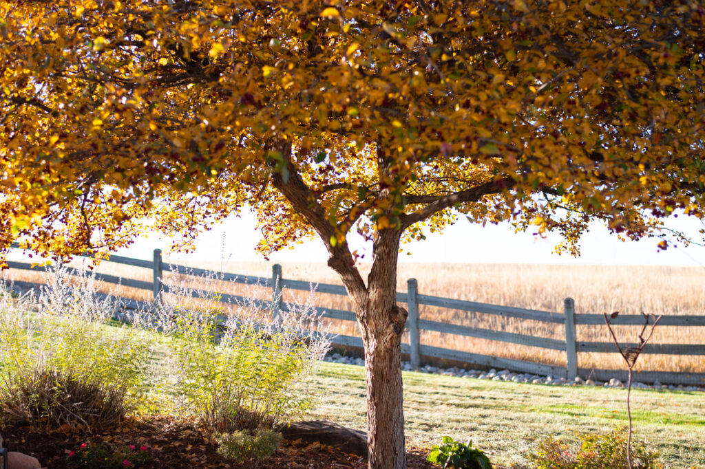 golden autumn tree with fence in background