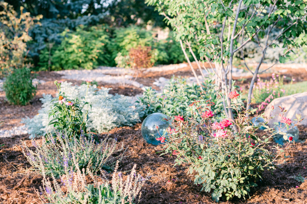 landscape closeup in backyard with pink flowering shrubs, rocks, mulch, trees and turquoise glass balls