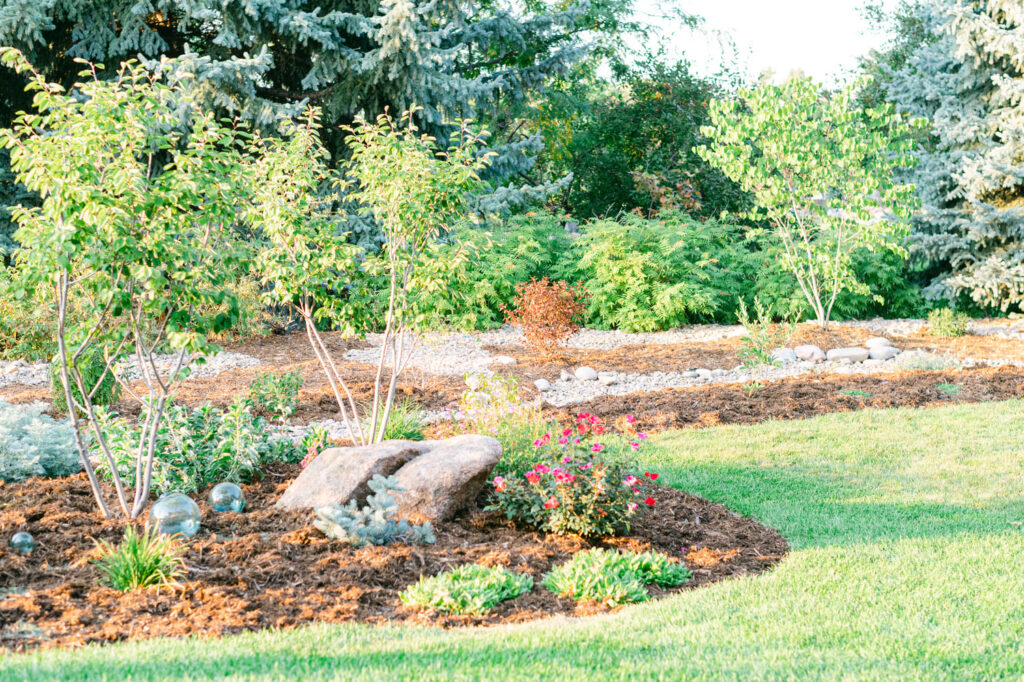 backyard landscape rounded bed with mulch, shrubs, rocks and trees with evergreens in the background